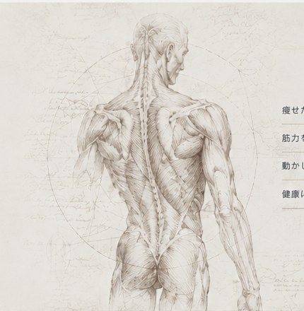 身体の構造を描いた解剖学的なスケッチ